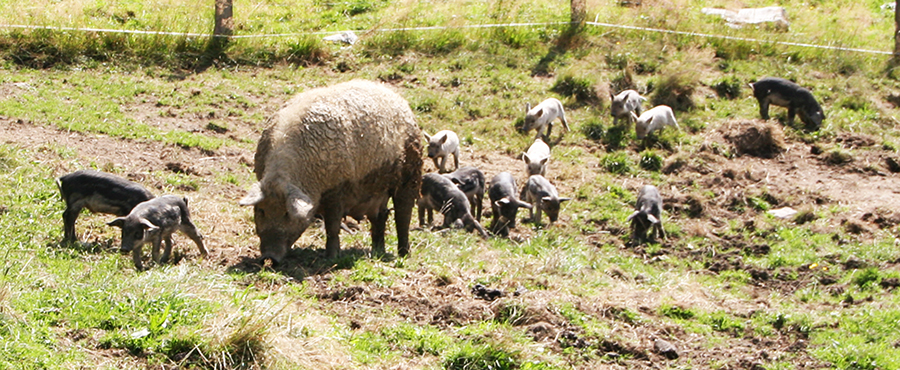 Mangalitza Schweine